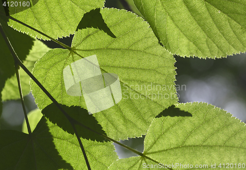 Image of Linden tree leaves