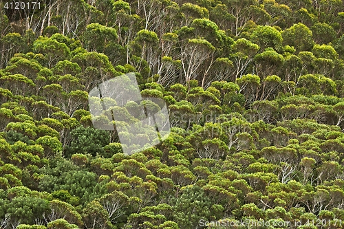 Image of Trees in the woods