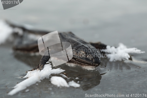 Image of Frozen frog on ice