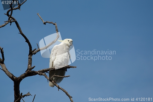 Image of Cockatoo on a tree