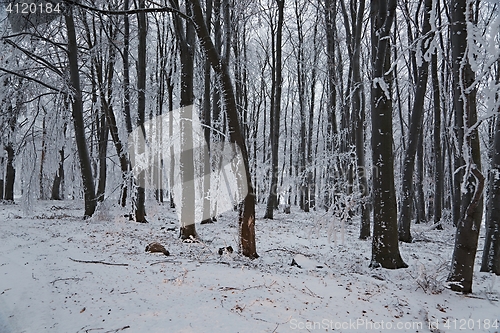 Image of Winter snowy forest