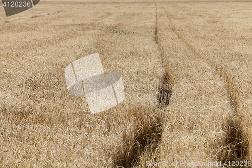 Image of ripe yellow cereals