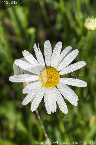 Image of camomile flower close-up