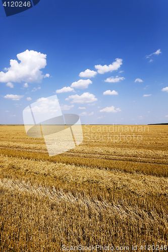 Image of harvest of cereals