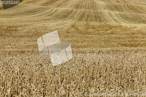 Image of collection of rye crops