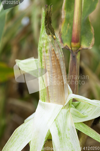 Image of ripe corn, autumn