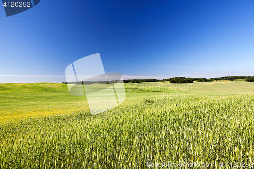 Image of Field with cereal