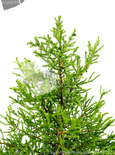 Image of Decorative home Christmas tree