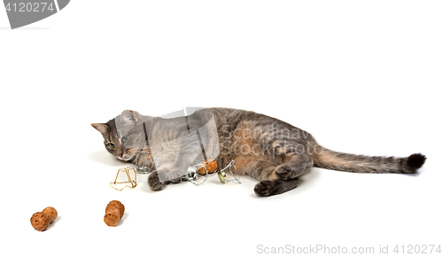 Image of Gray cat lying on its side with champagne wine corks and muselet