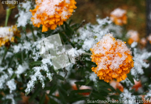 Image of  First snow on yellow flowers