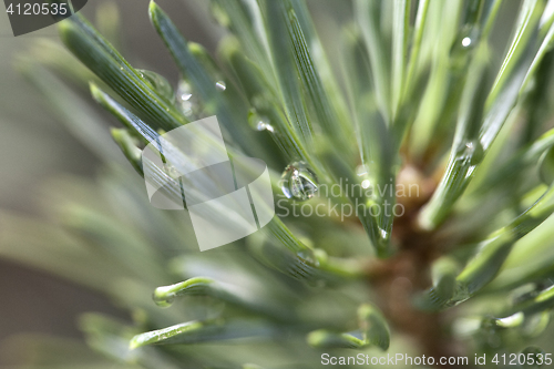 Image of Pine after rain