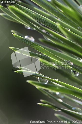 Image of Pine after rain