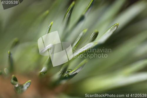 Image of Pine after rain