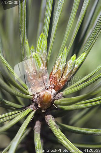 Image of Pine bud in the spring