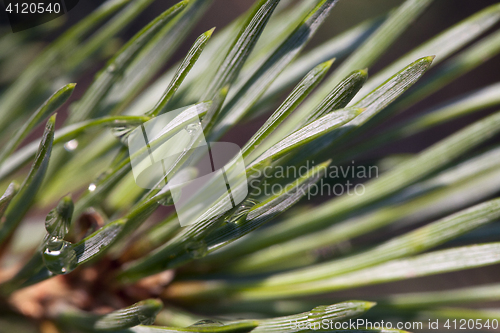 Image of Pine bud in the spring