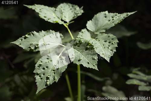 Image of Plant affected by disease