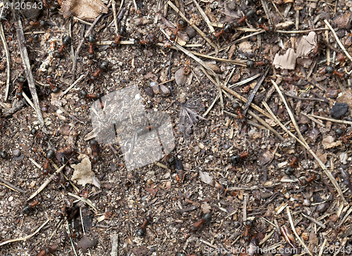 Image of Ants on te ground