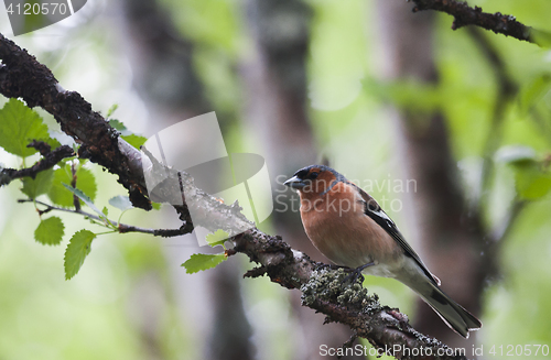 Image of male chaffinch