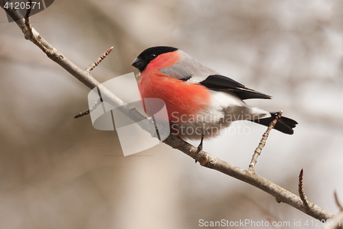 Image of bullfinch