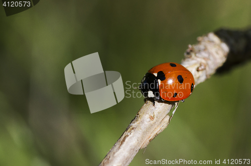 Image of lady bug