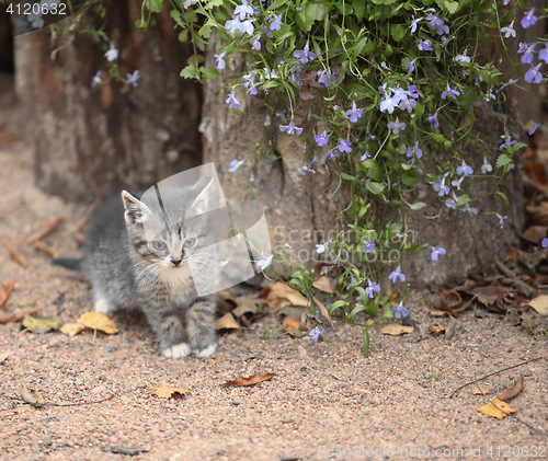 Image of tiny kitten with flowers