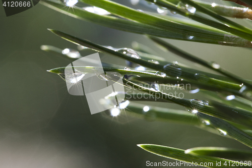 Image of Pine after rain