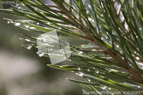 Image of Pine after rain