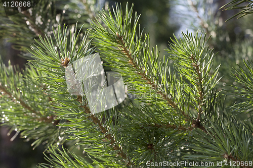 Image of Pine after rain