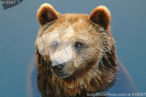 Image of Bear