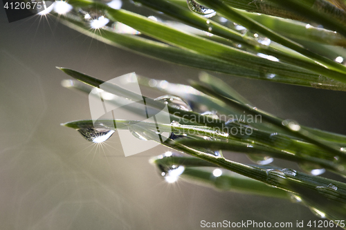 Image of Pine after rain