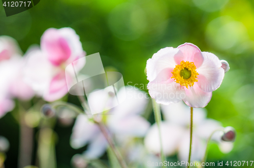 Image of Pale pink flower Japanese anemone, close-up