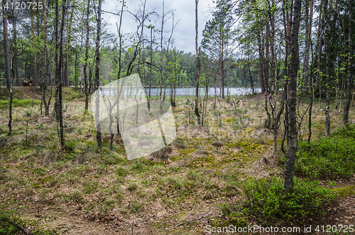 Image of Spring landscape in the forest lake