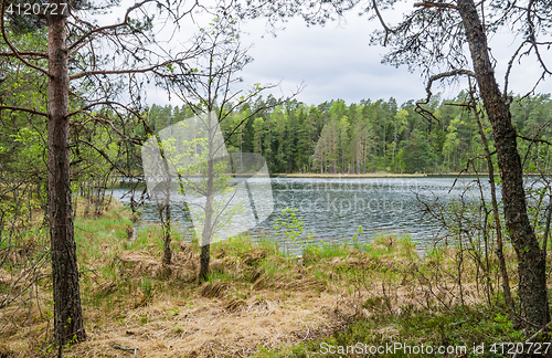 Image of Spring landscape in the forest lake