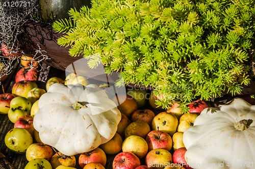 Image of Squash, apples and pumpkins, autumn still life