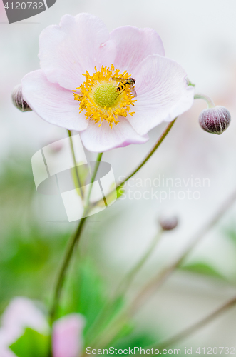 Image of Pale pink flower Japanese anemone, close-up