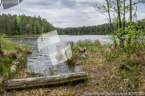 Image of Spring landscape in the forest lake