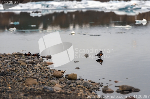 Image of Small teal in cold water