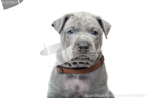 Image of Thai ridgeback puppy isolated on white