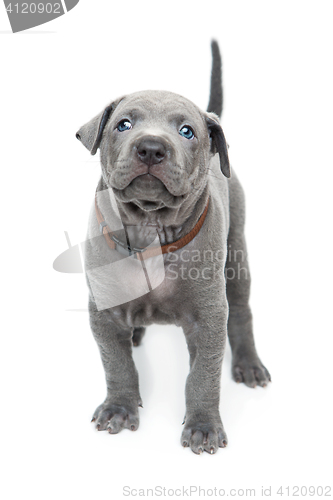 Image of Thai ridgeback puppy isolated on white