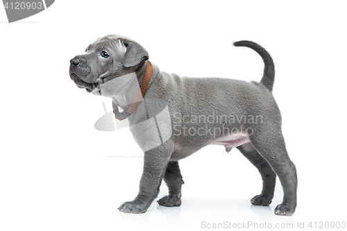 Image of Thai ridgeback puppy isolated on white