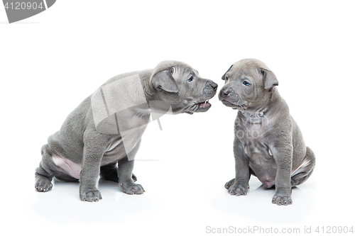 Image of Two thai ridgeback puppies isolated on white