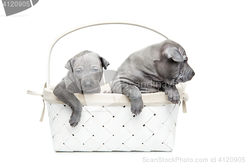 Image of Two thai ridgeback puppies in basket isolated on white