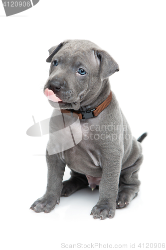 Image of Thai ridgeback puppy isolated on white