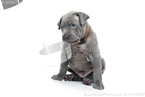 Image of Thai ridgeback puppy isolated on white