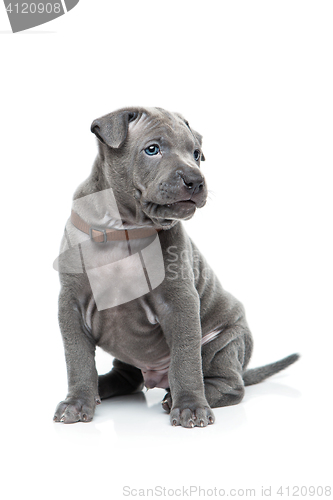 Image of Thai ridgeback puppy isolated on white