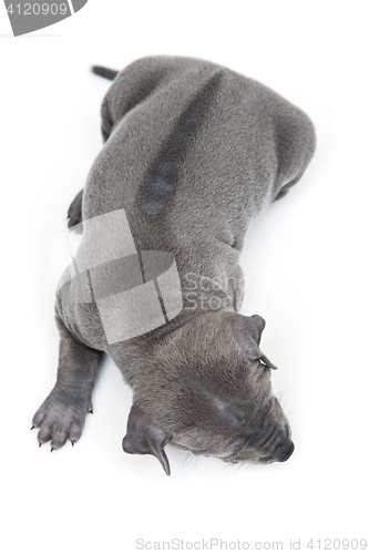 Image of Thai ridgeback puppy isolated on white