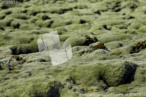 Image of Soil covered of green soft moss