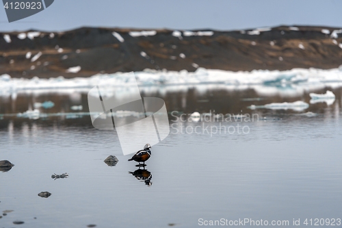 Image of Small teal in cold water