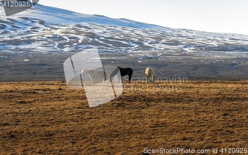 Image of Brown horse closeup