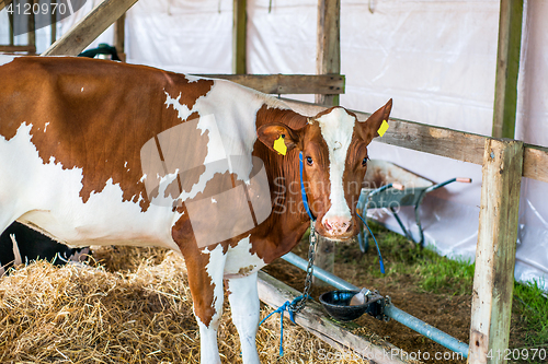 Image of Cow in a stable with hay